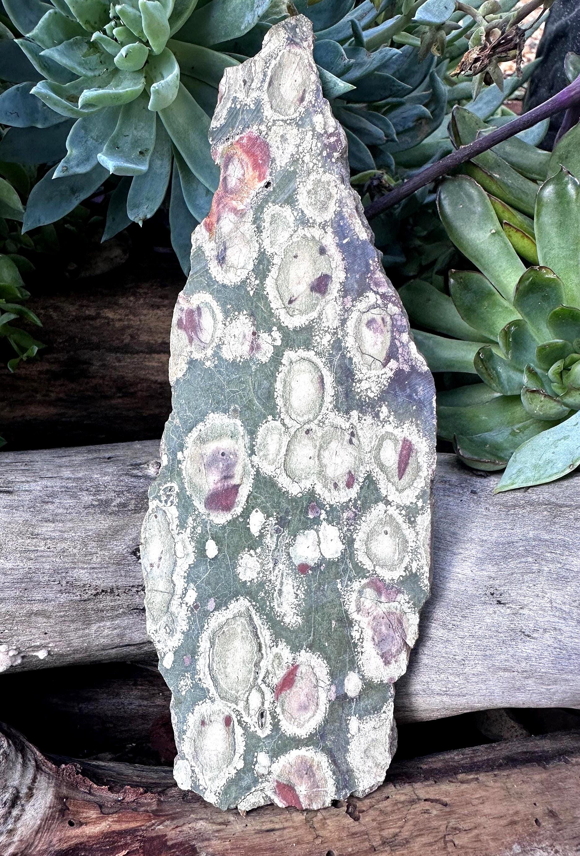 Lily Pad Rhyolite Jasper Unpolished Slab
