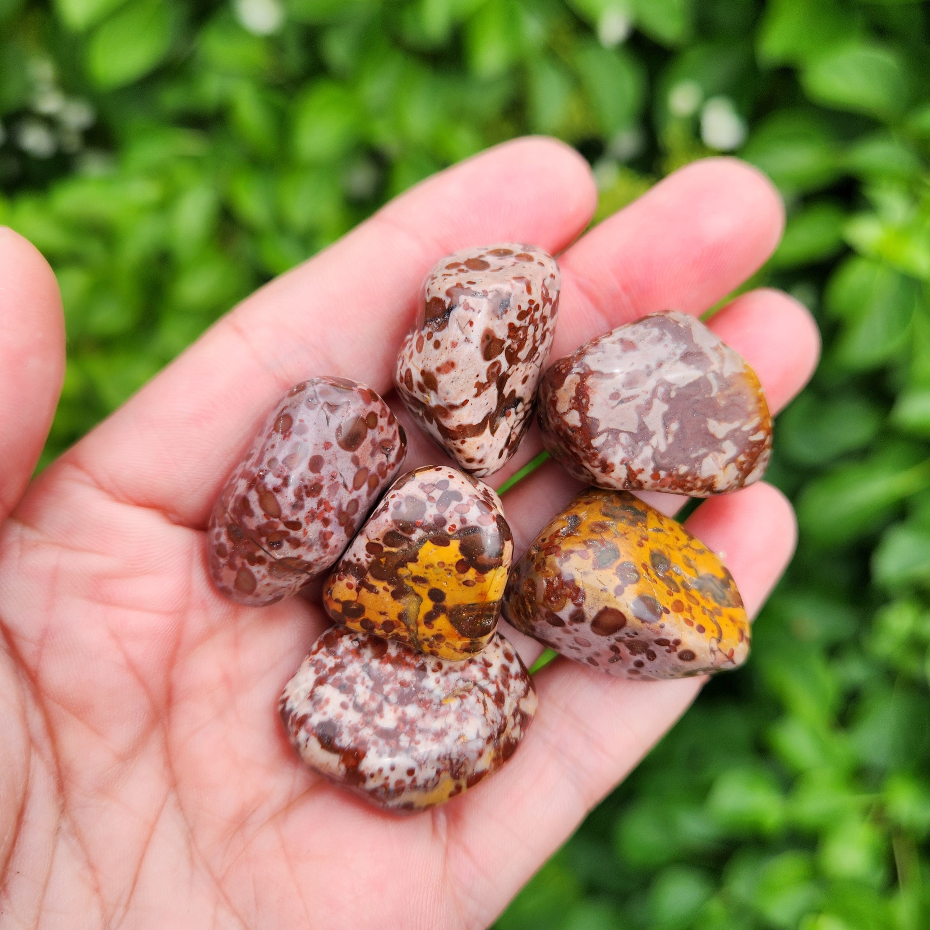 Leopard Skin Jasper - Leopard Stone - Rhyolite Jasper - Leopard Skin Jasper Tumble - Jasper Crystal - Tumbled Jasper - Leopard Jasper Tumble