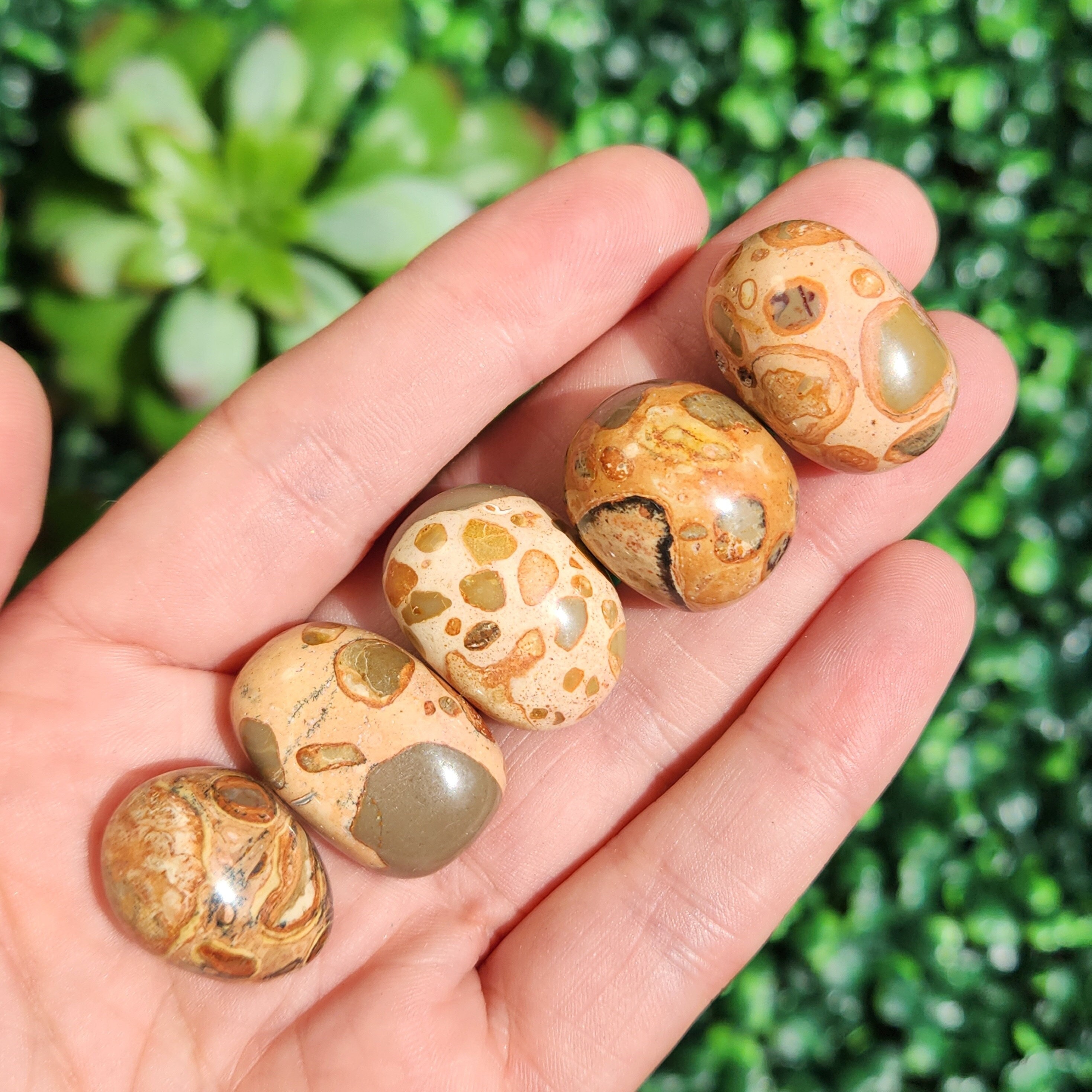 Leopardite Jasper - Leopard Skin Jasper - Leopard Stone - Rhyolite Jasper - Leopard Jasper - Jasper Crystal - Tumbled Jasper - Leopardite
