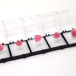 One Rhodochrosite Crystal Thumbnail Box Mineral Specimen Natural Pink Stone