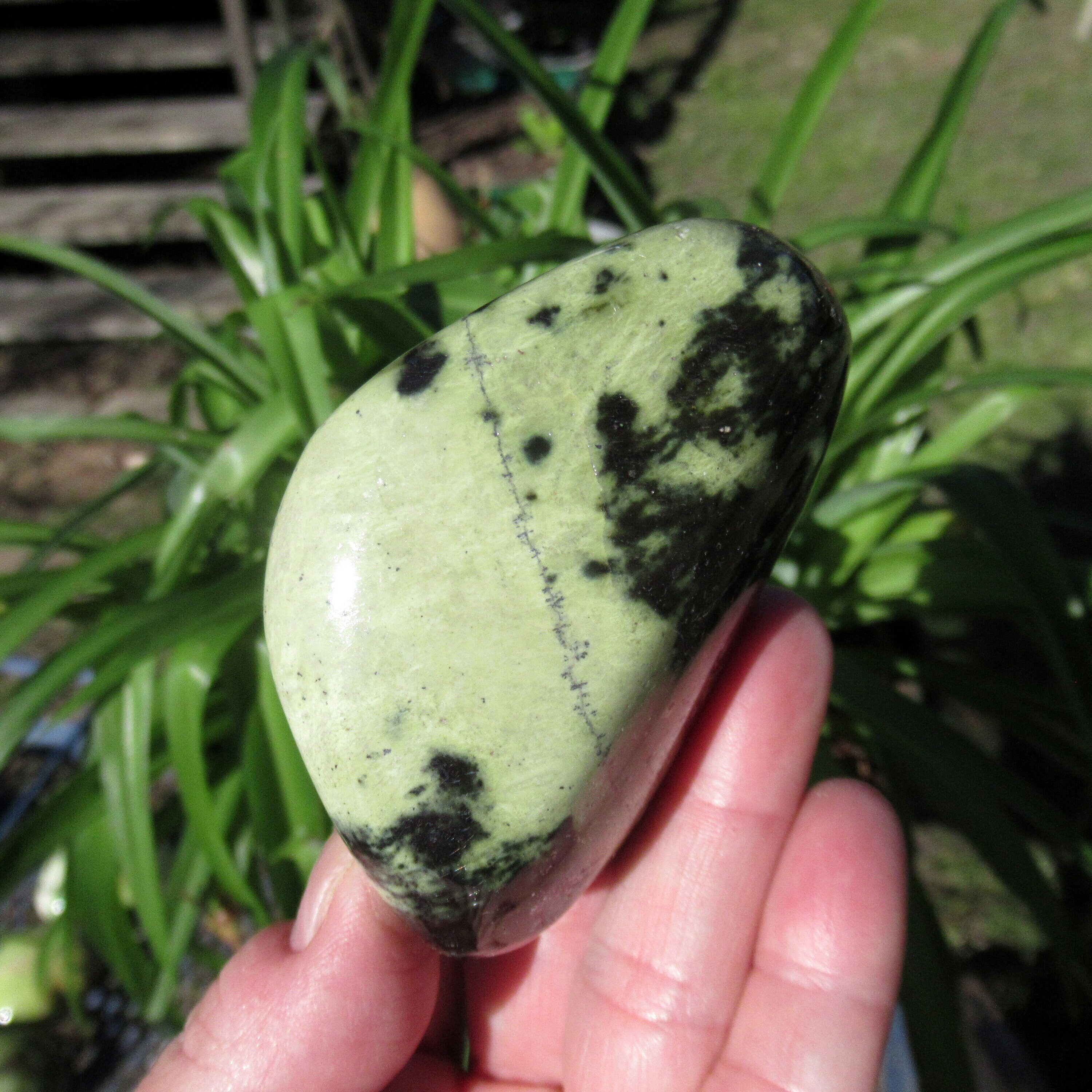 Serpentine Palm Stone - Zimbabwe Natural Green And Black Spotted Serpentine