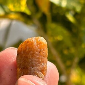 Record Keper Yellow Sapphire Rough Crystal Natural Untreated Sapphire Specimen Birthstone Gemstone. 310crt