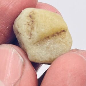 Record Keper Yellow Sapphire Rough Crystal Natural Untreated Sapphire Specimen Birthstone Gemstone. Record Keper Yellow Sapphire Rough Crystal Natural Untreated Sapphire Specimen Birthstone Gemstone.
