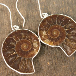 Ammonite Earrings Jewelry Idea